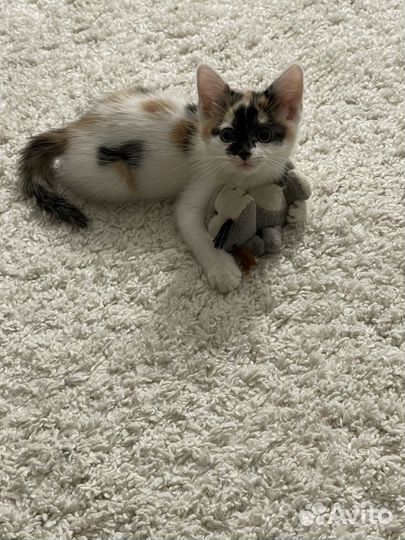 Кошка