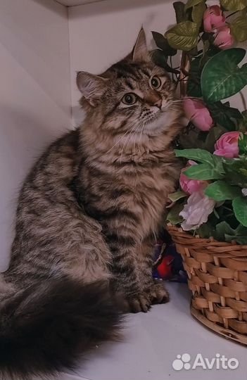 Сибирские котята