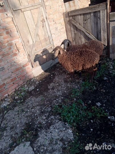 Овцы ягнята