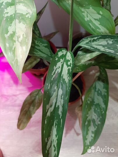 Аглаонема, фикус,сансевиерия