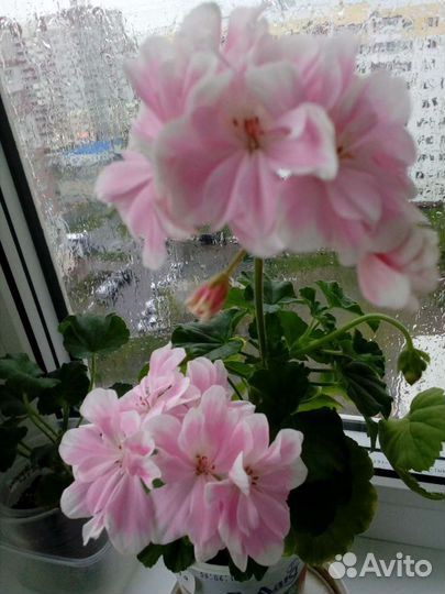 Пеларгония герань