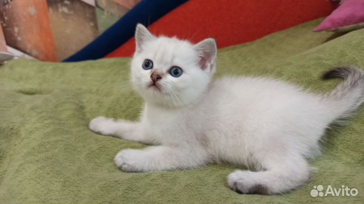 Шотландская золотая шиншилла