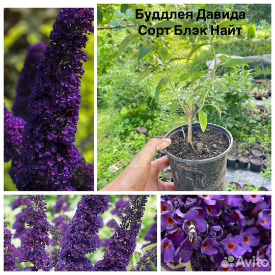 Буддлея Давида
