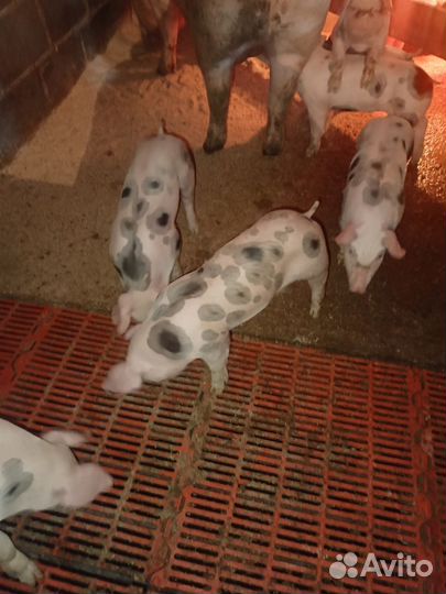 Поросята пьетрен-макстер