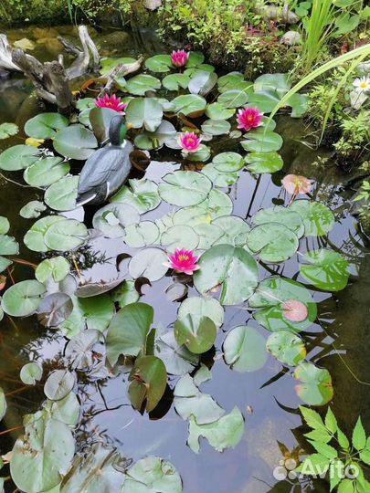 Кувшинки нимфея