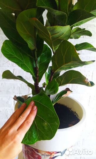 Фикус Лирата бамбино