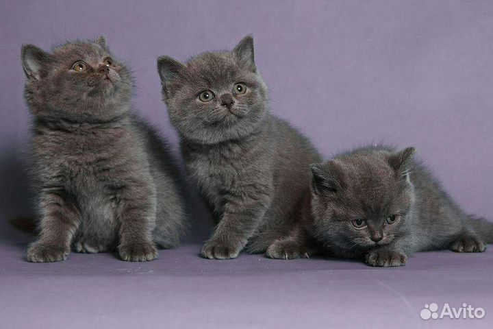 Британская