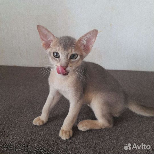 Абиссинские котята