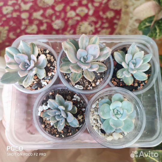 Суккуленты