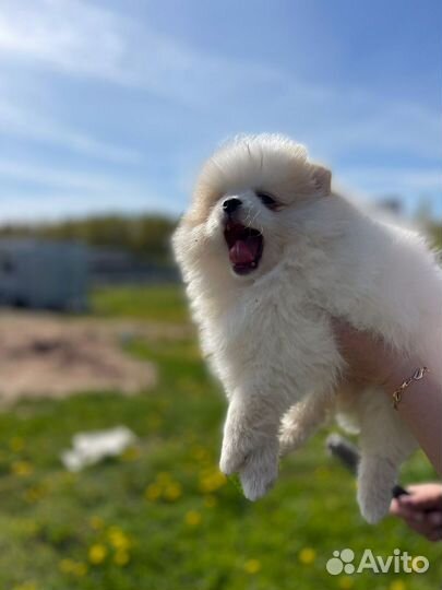 Щенки шпица