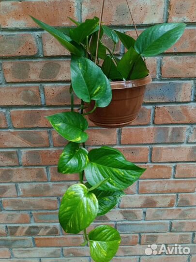 Сциндапсус