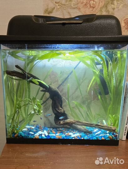 Аквариум 20 литров