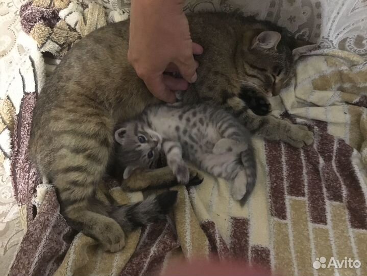 Котенок, 1,5 месяца, девочка