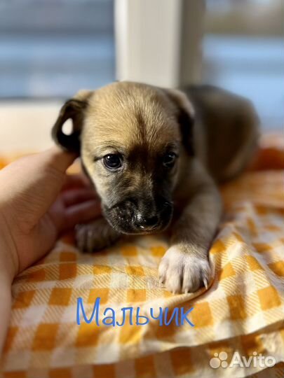 Щенки в добрые руки