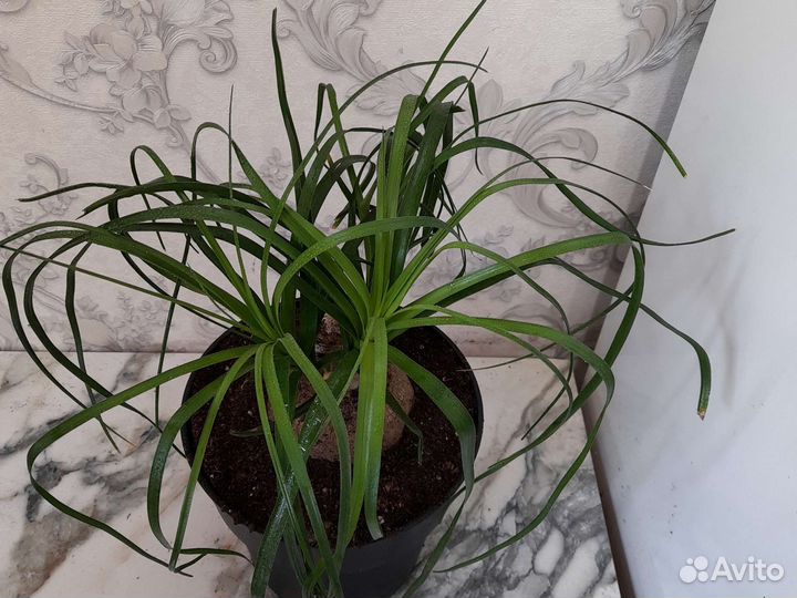 Бокарнея нолина