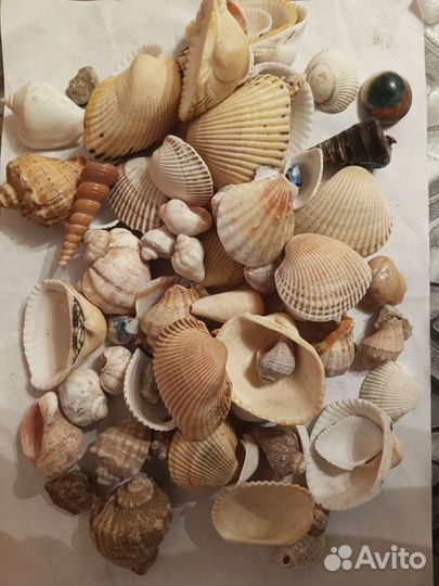 Морские ракушки раковины