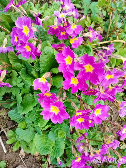 Продам цветы