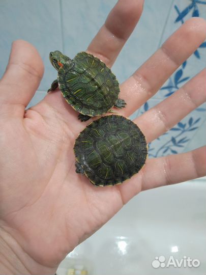 Черепашки водные