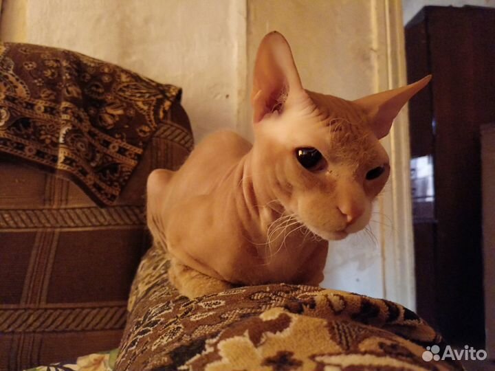 Котята метисы