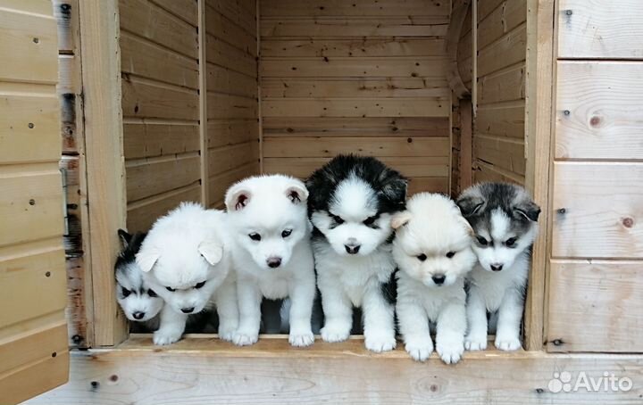 Помски