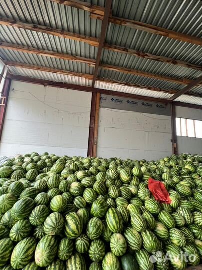 Арбуз оптом и розницу