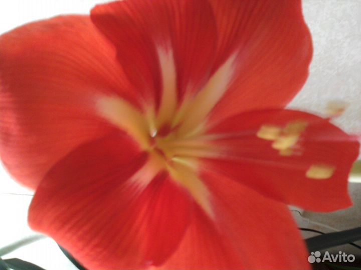 Комнатные цветы