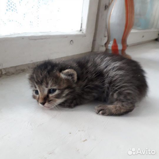 Котята