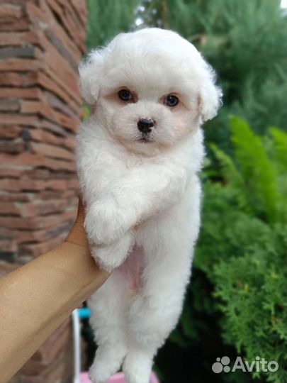 Бишон фризе малыши