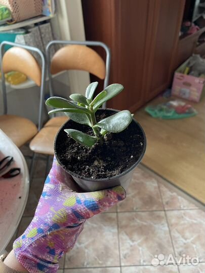 Цветы фикус бенджамина денежное