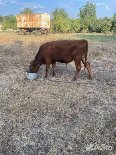 Бычки,торг уместен