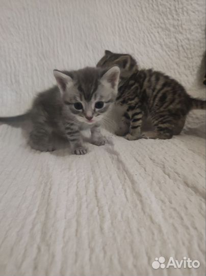 Котик в дар