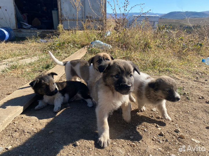 Собаки в дар бесплатно