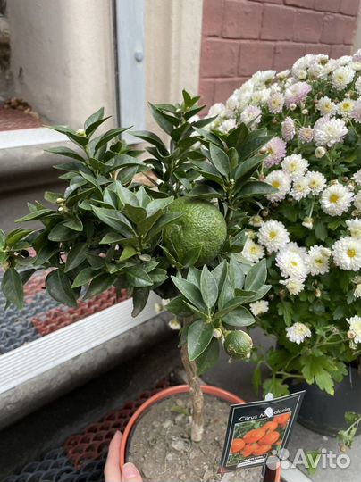 Мандариновое дерево с плодами