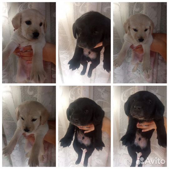 Щенки русского спаниеля