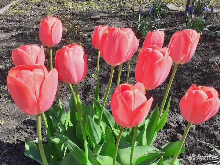 Луковицы тюльпанов