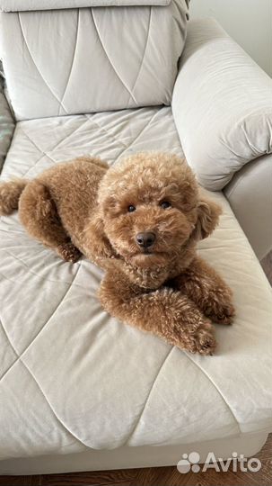 Карликовый пудель