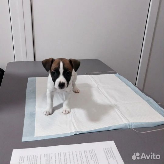 Ветеринарный врач на дом, Вакцинация, Ветеринар