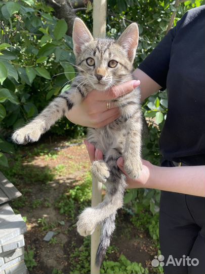 Отдам котят в добрые руки