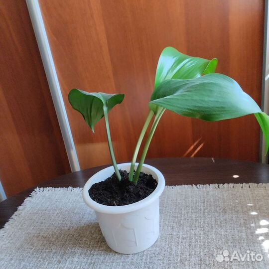Комнатный цветок