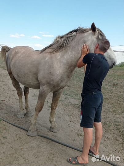 Продам жеребца