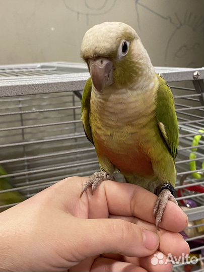 Ручные попугаи для фотосесии