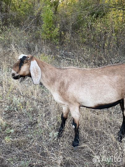 Козочки нубийской породы