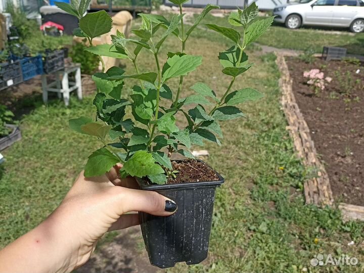 Саженцы чубушника 