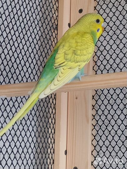 Волнистые попугайчики подростки