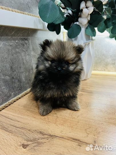 Щенки шпица