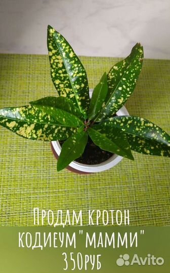 Фикус Бенджамин Старлайт