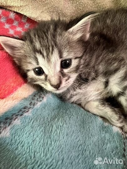 Котятки мышеловки и птицеловки в добрые руки