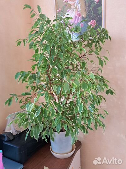 Фикус бенджамина большой