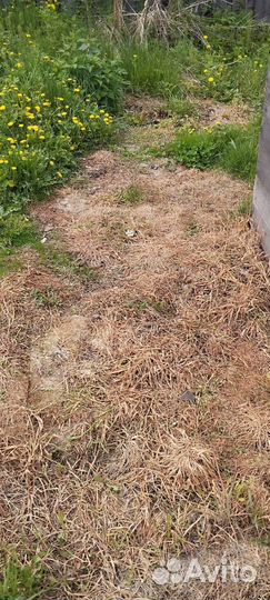 Средство от сорняков - гербицид