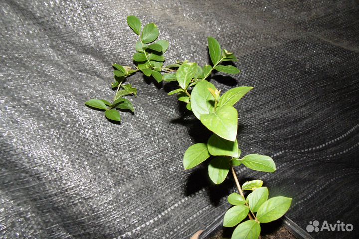 Лагерстремия индийская